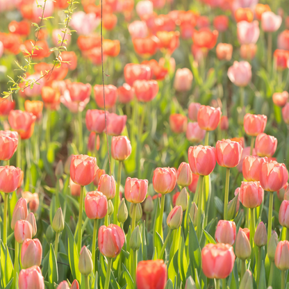 Tulip Seeds – Grow a Stunning Spring Garden Full of Color