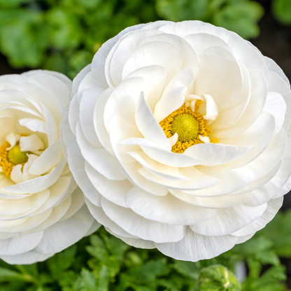 🌸 Grow Bouquet-Quality Flowers at Home with Ranunculus Bulbs 💐