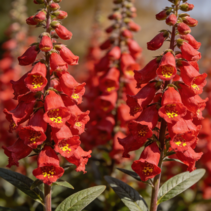 🔥Premium Foxglove Seeds –  🌸Elegant Blooms That Transform Your Garden