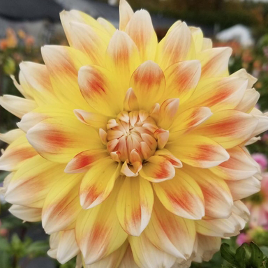 🌸Dahlia Seeds – Grow Bold, Full Blooms That Transform Your Garden