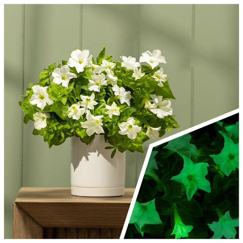 🪴Firefly Petunia Seeds – Glow-in-the-Dark Flowers Inspired by Nature & Science
