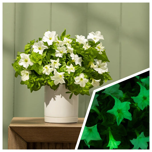 🪴Firefly Petunia Seeds – Glow-in-the-Dark Flowers Inspired by Nature & Science