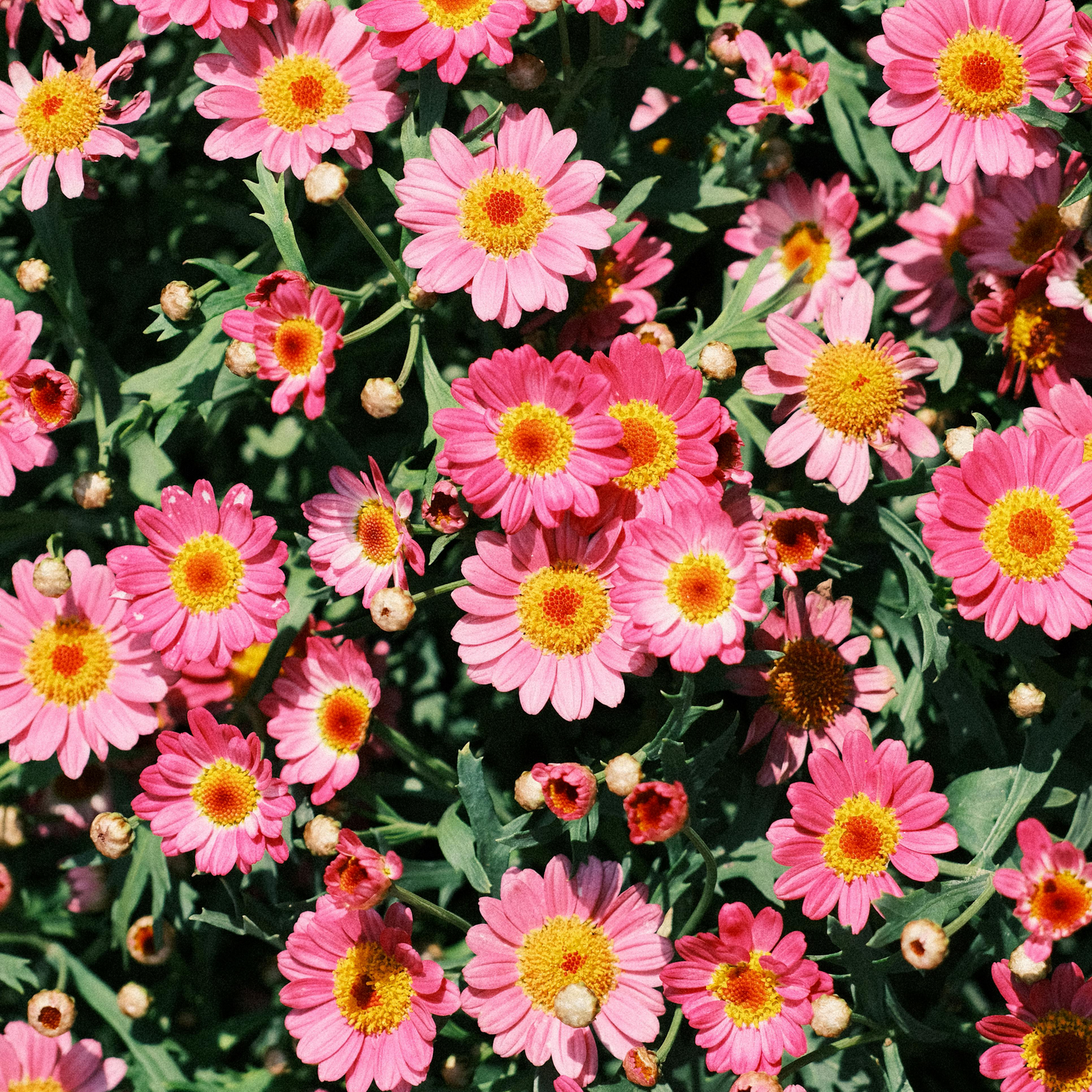 Cosmos Seeds – Grow Effortless Wildflower Beauty in Your Garden