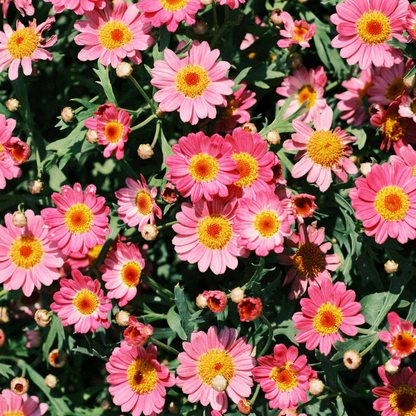 Cosmos Seeds – Grow Effortless Wildflower Beauty in Your Garden