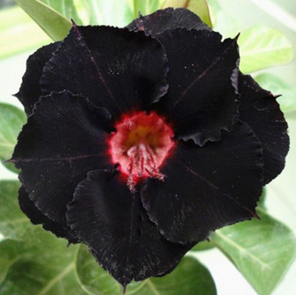 🌵⁺♡₊Bring Exotic Desert Rose Beauty Into Your Garden