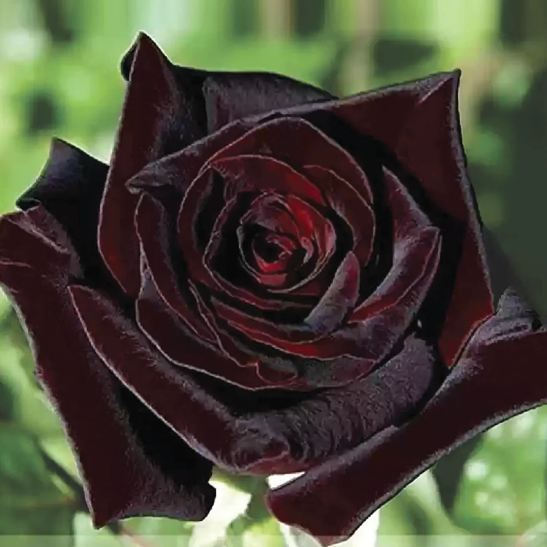 🌺Black Baccara Rose-The Rose That Looks Almost Black
