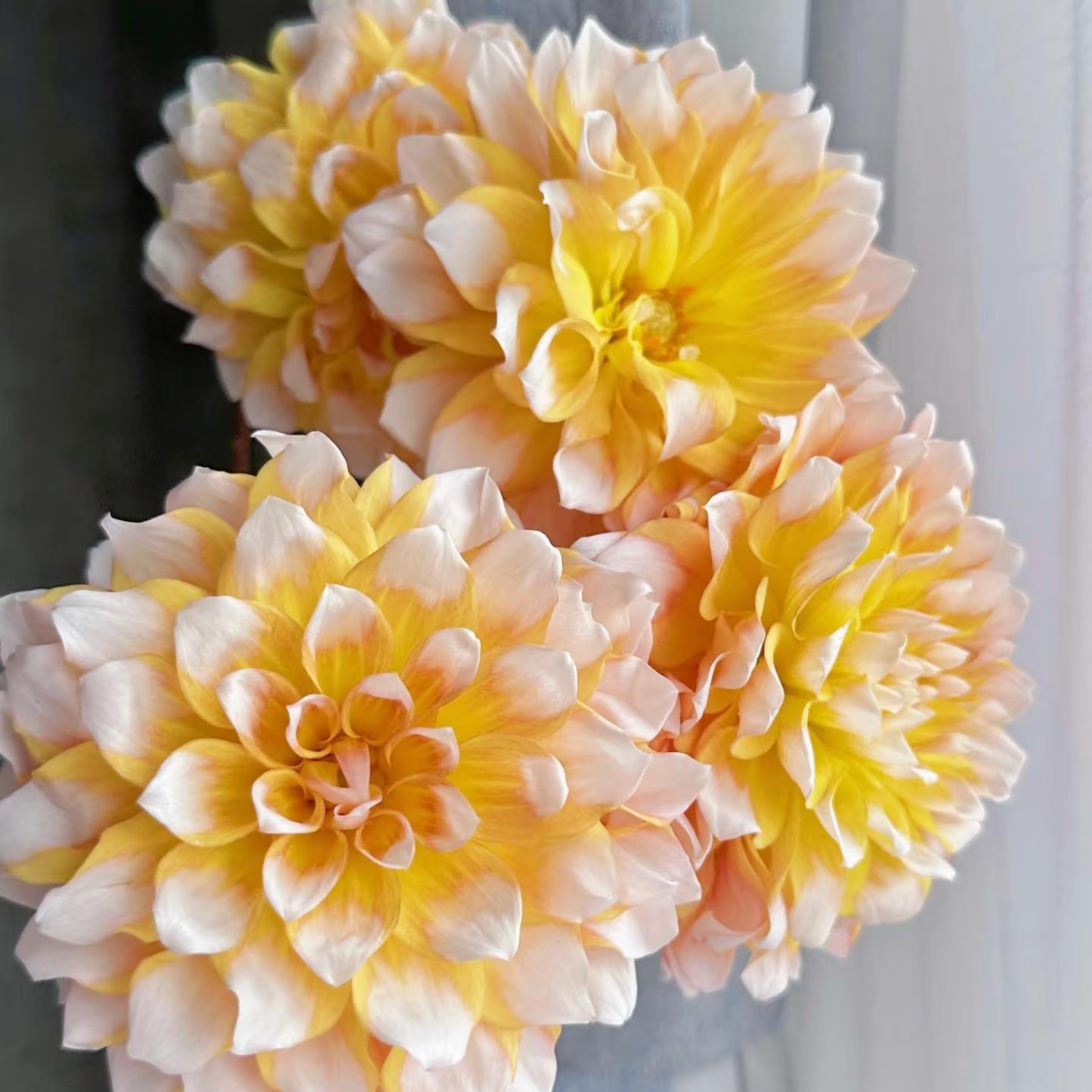 🌸Dahlia Seeds – Grow Bold, Full Blooms That Transform Your Garden