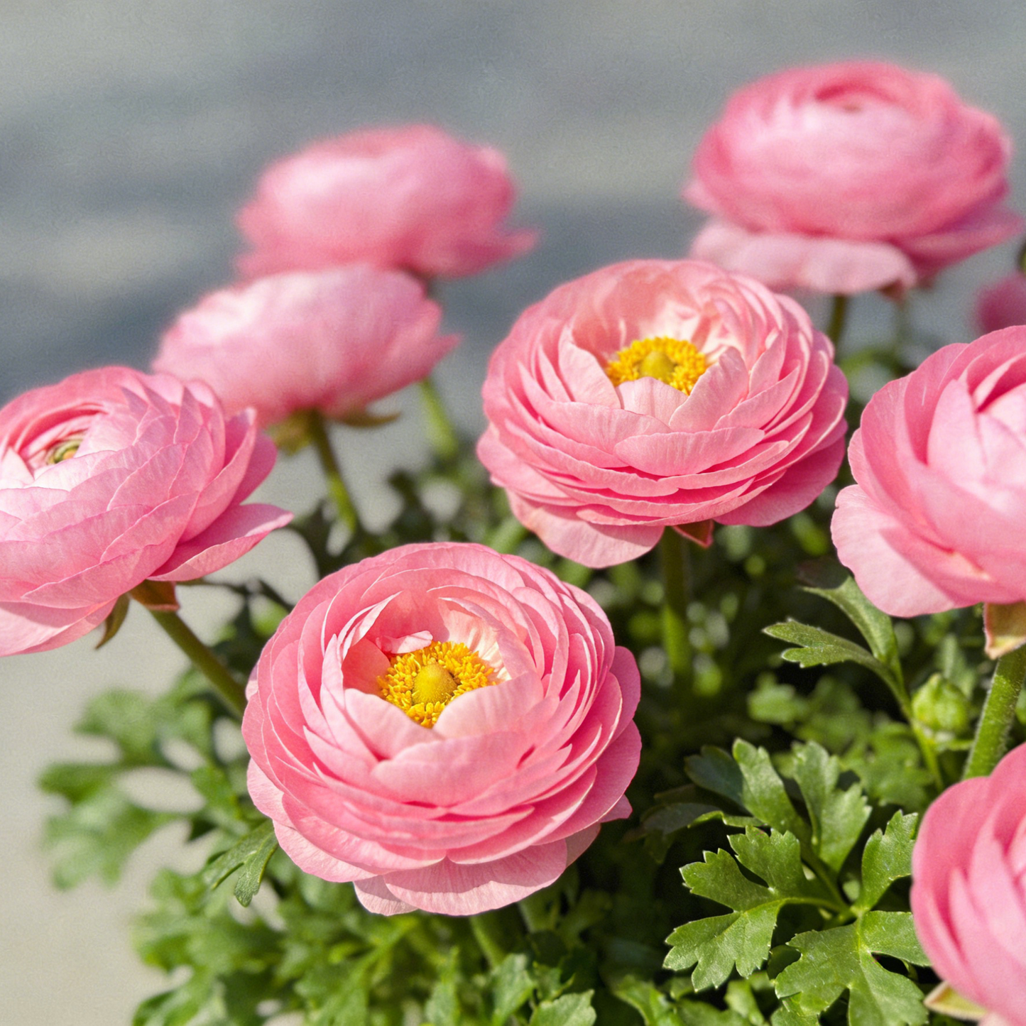 🌸 Grow Bouquet-Quality Flowers at Home with Ranunculus Bulbs 💐
