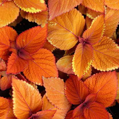 🍃 Rare Coleus seeds🌸, ideal for perennial shade garden ornamental foliage
