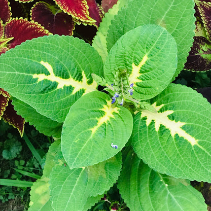 🍃 Rare Coleus seeds🌸, ideal for perennial shade garden ornamental foliage