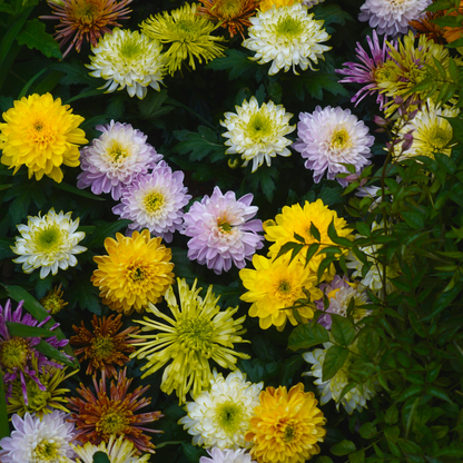 Cosmos Seeds – Grow Effortless Wildflower Beauty in Your Garden