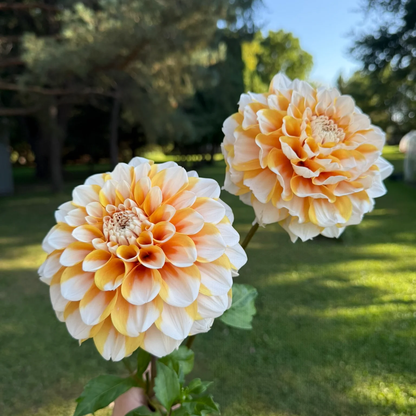 🌸Dahlia Seeds – Grow Bold, Full Blooms That Transform Your Garden