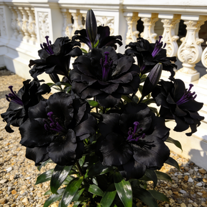 Lily Seeds – Grow Elegant, Timeless Blooms in Your Own Garden