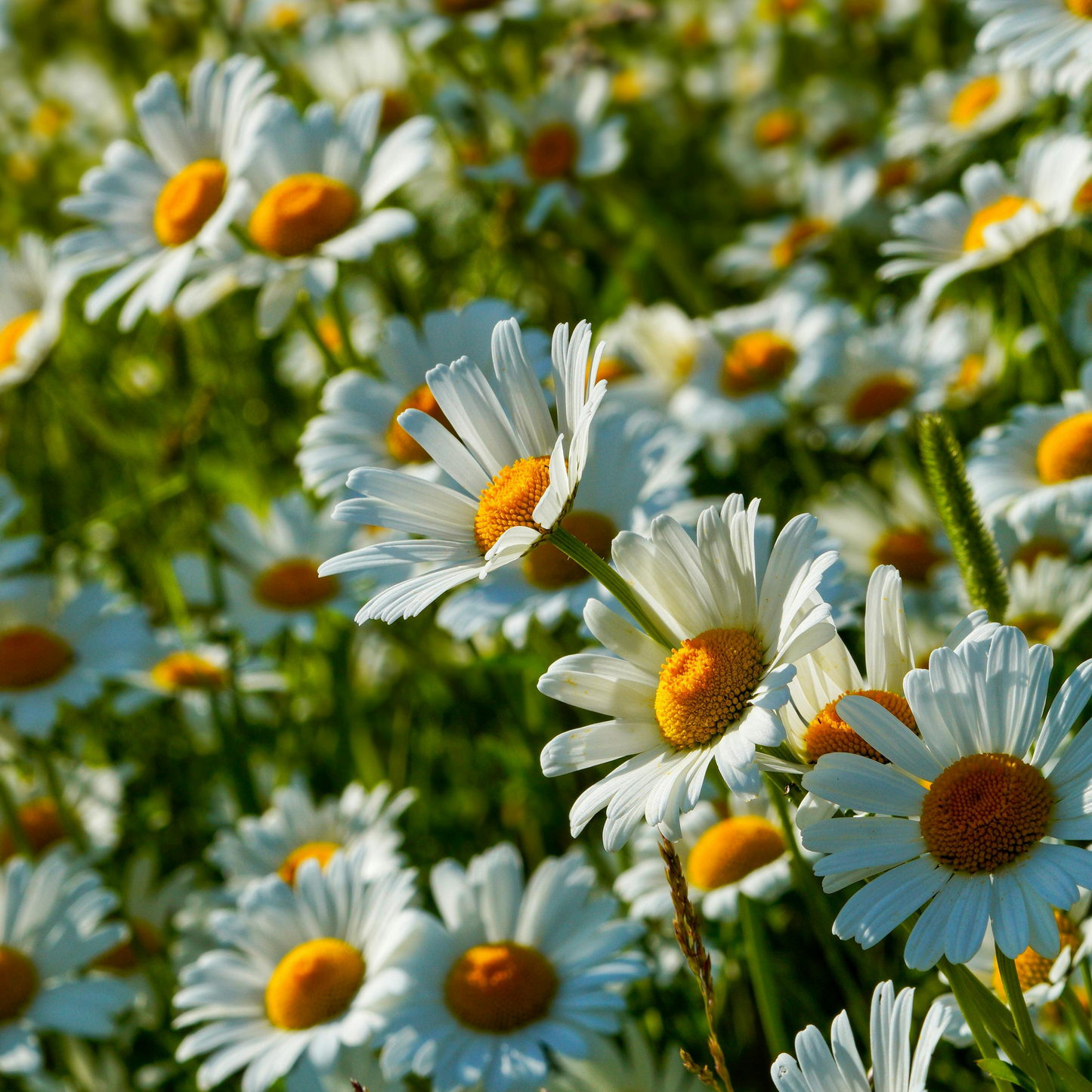 Cosmos Seeds – Grow Effortless Wildflower Beauty in Your Garden