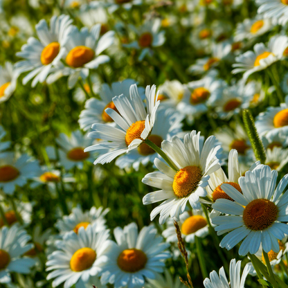 Cosmos Seeds – Grow Effortless Wildflower Beauty in Your Garden