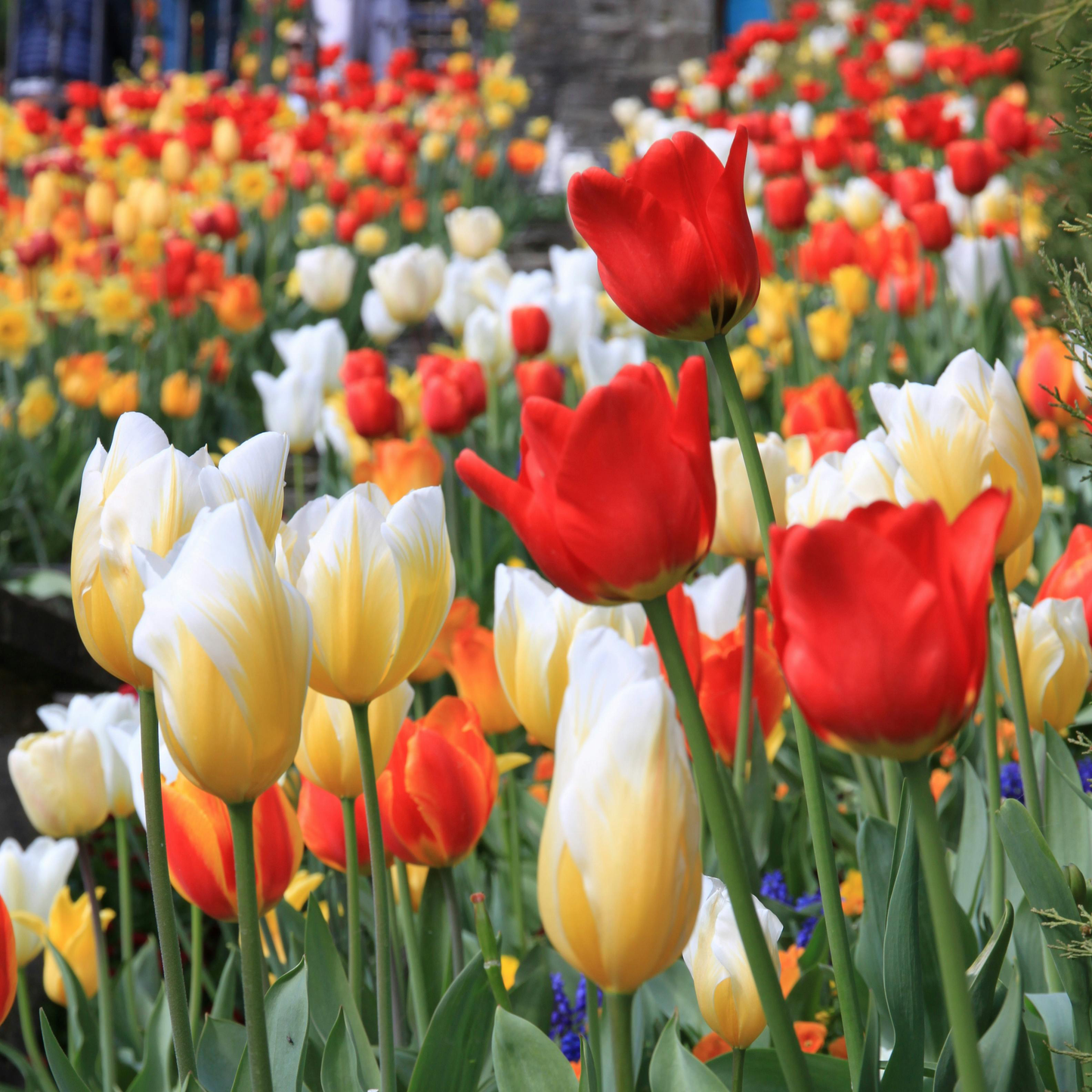Tulip Seeds – Grow a Stunning Spring Garden Full of Color