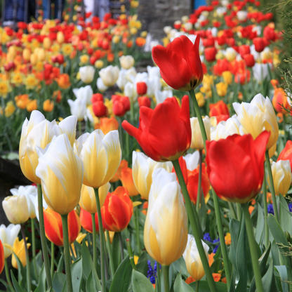 Tulip Seeds – Grow a Stunning Spring Garden Full of Color