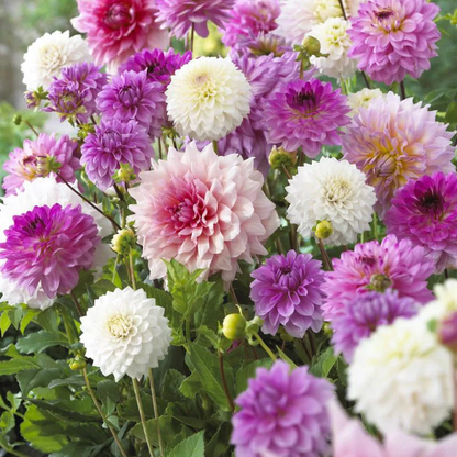 🌸Dahlia Seeds – Grow Bold, Full Blooms That Transform Your Garden