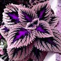 🍃 Rare Coleus seeds🌸, ideal for perennial shade garden ornamental foliage