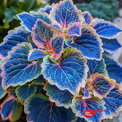 🍃 Rare Coleus seeds🌸, ideal for perennial shade garden ornamental foliage