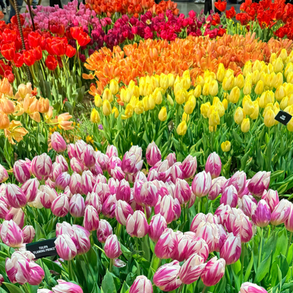Tulip Seeds – Grow a Stunning Spring Garden Full of Color