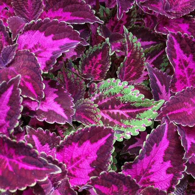 🍃 Rare Coleus seeds🌸, ideal for perennial shade garden ornamental foliage