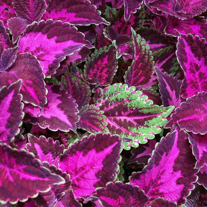 🍃 Rare Coleus seeds🌸, ideal for perennial shade garden ornamental foliage