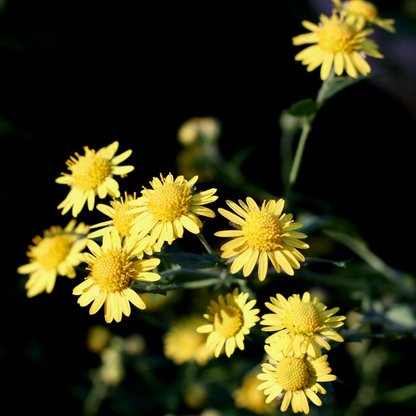 Cosmos Seeds – Grow Effortless Wildflower Beauty in Your Garden