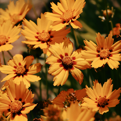 Cosmos Seeds – Grow Effortless Wildflower Beauty in Your Garden