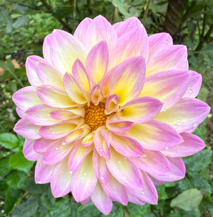 🌸Dahlia Seeds – Grow Bold, Full Blooms That Transform Your Garden