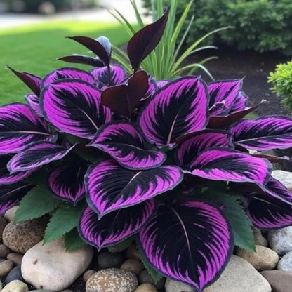 🍃 Rare Coleus seeds🌸, ideal for perennial shade garden ornamental foliage