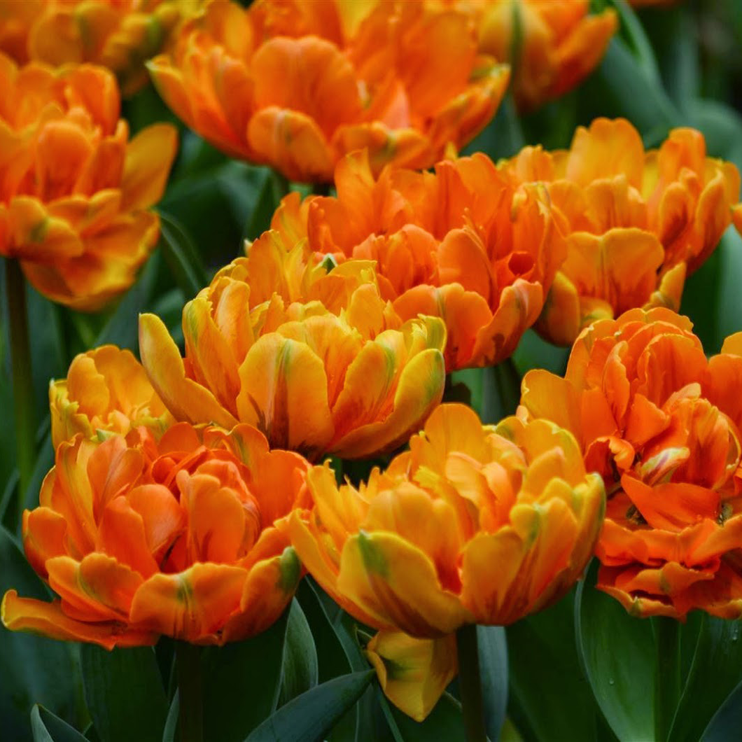 Tulip Seeds – Grow a Stunning Spring Garden Full of Color