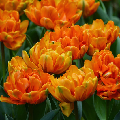 Tulip Seeds – Grow a Stunning Spring Garden Full of Color