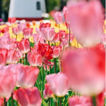 🌷‎⋆. ݁Create a Garden Full of Elegant Tulips