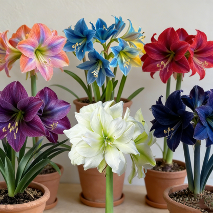Big blooms • Easy care • Unique colors🏠🌈Exotic Rare Amaryllis Bulbs for Stunning Spring Flowers🌼