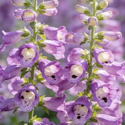 🔥Premium Foxglove Seeds –  🌸Elegant Blooms That Transform Your Garden