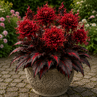 🤗🌸 Variegated Dahlia Bulbs 🌿💥 Stunning Multi-Color Blooms, Easy to Grow