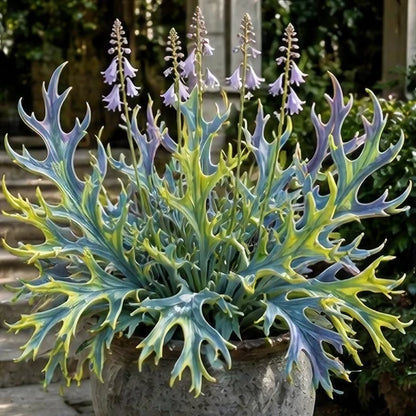 🌱 Rainbow Staghorn Hosta - 🦌The Hosta With Extraordinary Antler Shaped Foliage