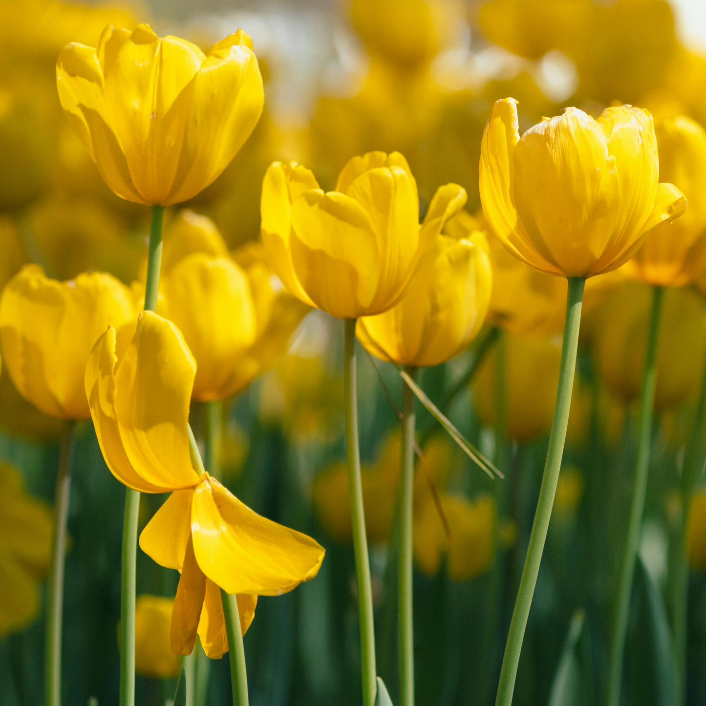 Tulip Seeds – Grow a Stunning Spring Garden Full of Color