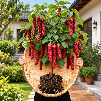 🌳 Rare Giant Red & Black Mulberry Tree Saplings 🌿