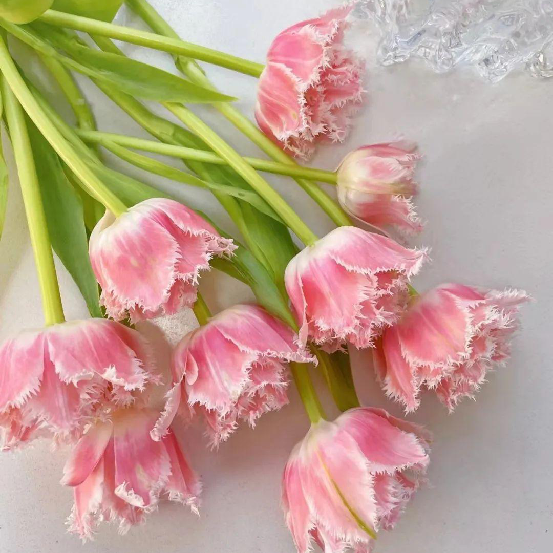 Tulip Seeds – Grow a Stunning Spring Garden Full of Color
