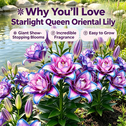 🌸Starlight Queen Oriental Lily Bulbs