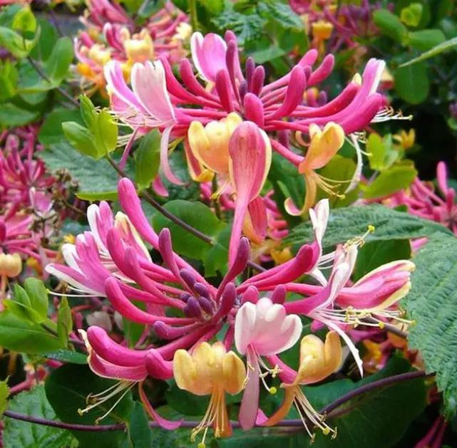 🐝Mixed Color Honeysuckle Seeds | Perennial Climbing Flower, Easy to Grow, Fragrant