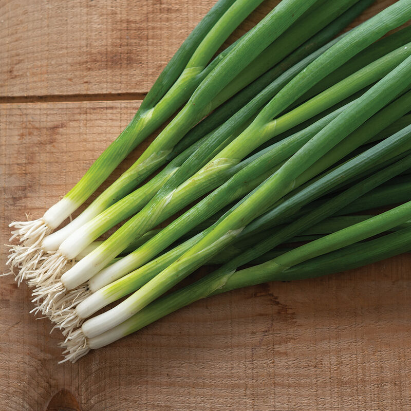 Green Onion seeds