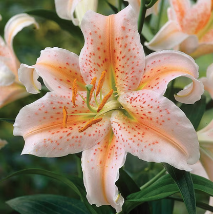 Easy to grow 🌸 Rare color lily seeds 🌸