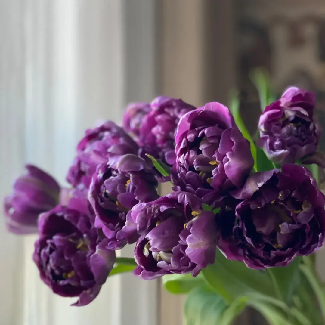 Tulip Seeds – Grow a Stunning Spring Garden Full of Color