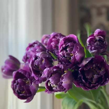Tulip Seeds – Grow a Stunning Spring Garden Full of Color