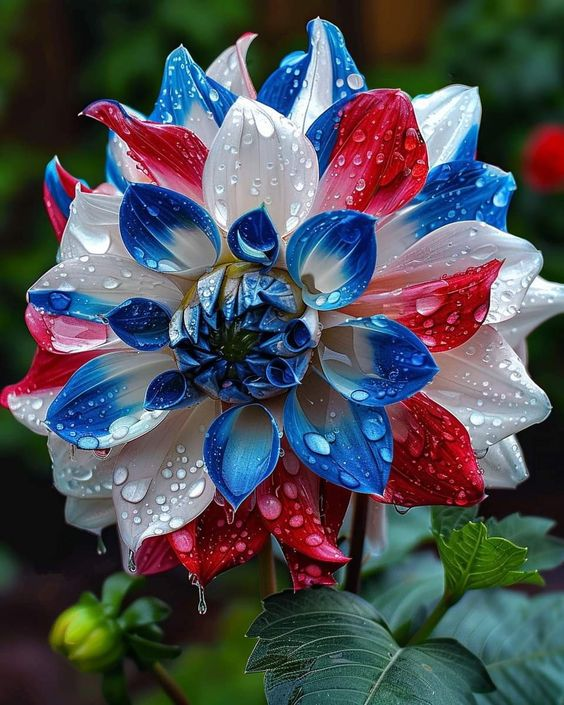 🌸Captivating Starry Night Dahlia 🌸
