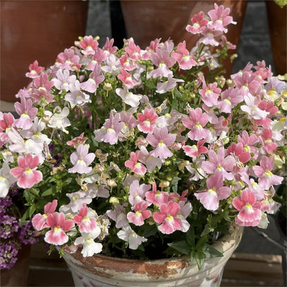 Nemesia ‘Sincere Love’❤️ – Easy-to-Grow, Fragrant Blooms Perfect for Borders, Pots & Pollinator Gardens🔥🔥