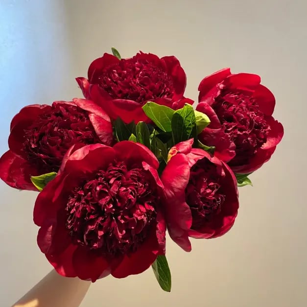 🌺🌺🌺 Bring the “Queen of Flowers” to Your Backyard